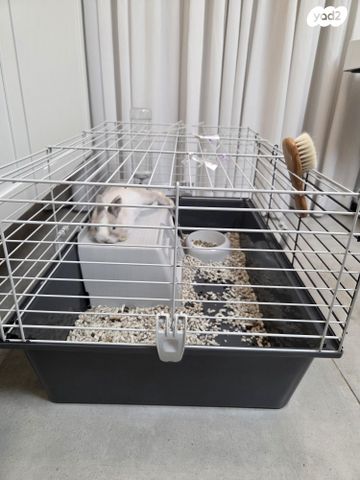 מכרסם ארנב ננסי