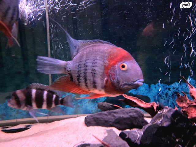 דג ציקלידים