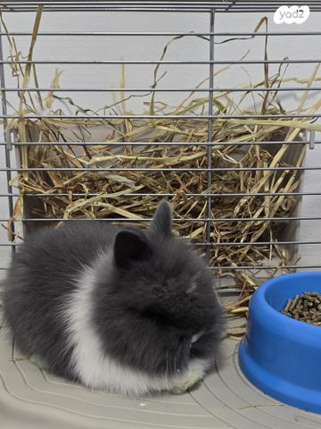 מכרסם ארנב ננסי