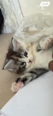 חתול מיין קון