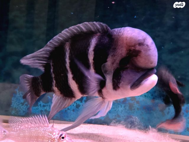 דג ציקלידים