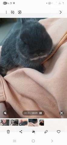 מכרסם ארנב ננסי