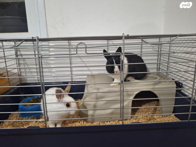 מכרסם ארנב \ שפן