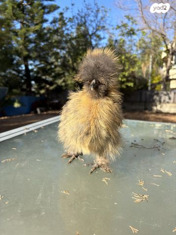 חיית משק פולני