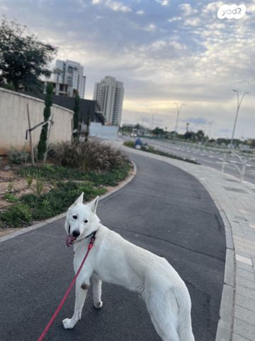 תמונת מודעה - חיות מחמד