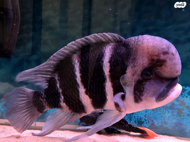 דג ציקלידים