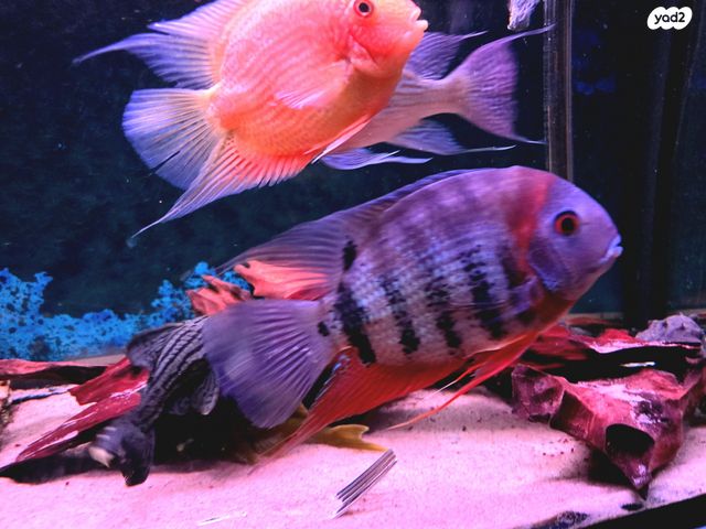 דג ציקלידים