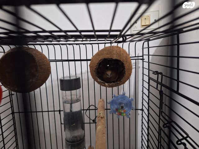 תוכי פינקים