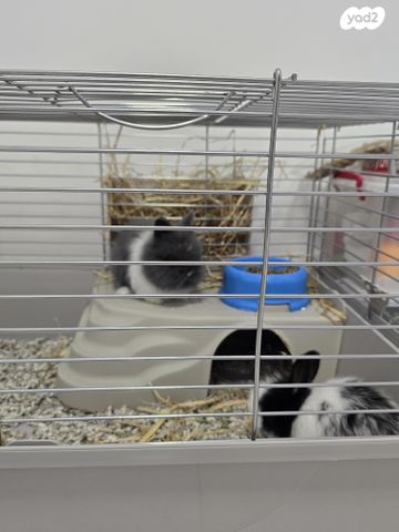 מכרסם ארנב ננסי