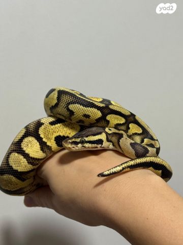 זוחל פיתון מתכדר