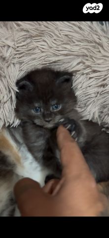 חתול מיין קון