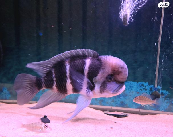 דג ציקלידים