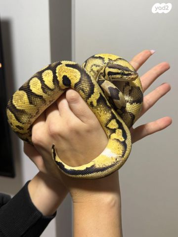 זוחל פיתון מתכדר