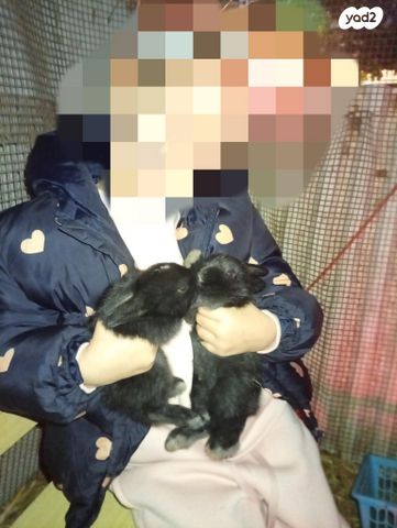 מכרסם ארנב \ שפן