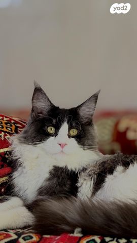 חתול מיין קון