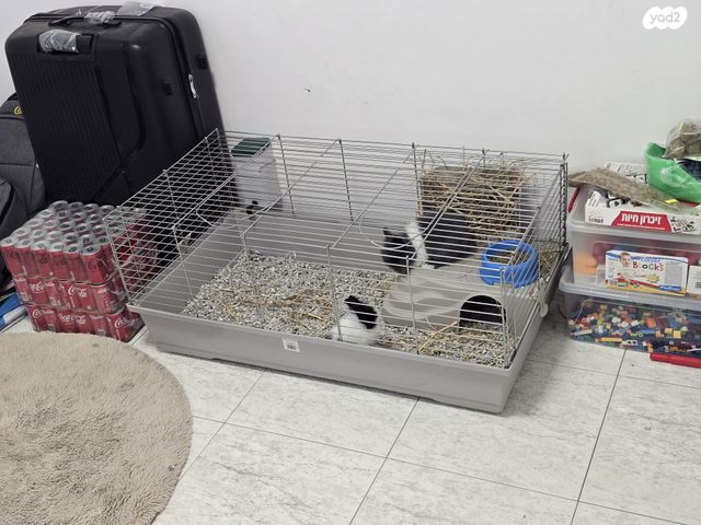 מכרסם ארנב ננסי