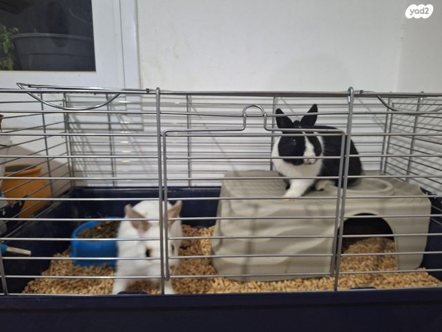 מכרסם ארנב \ שפן