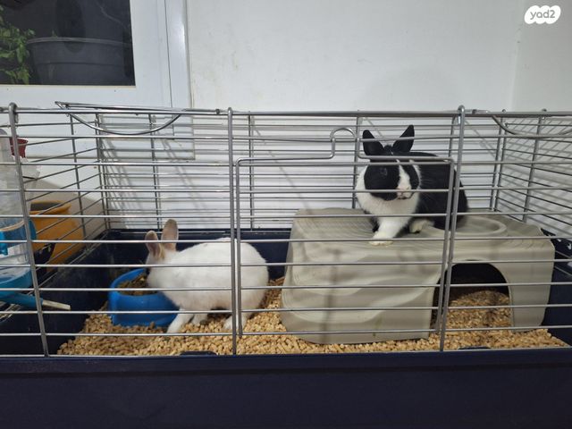 מכרסם ארנב \ שפן