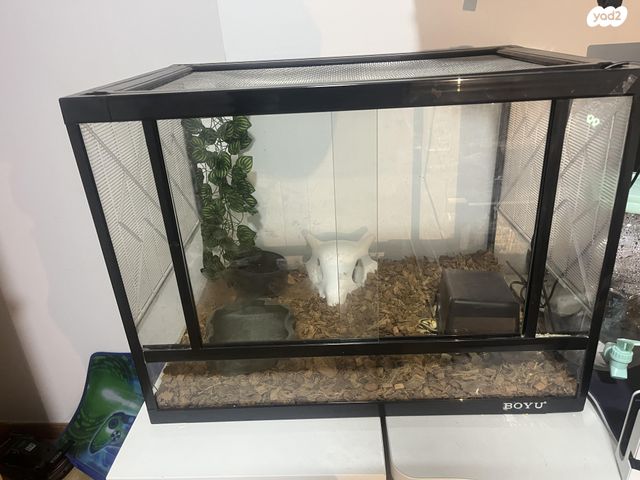 זוחל פיתון מתכדר