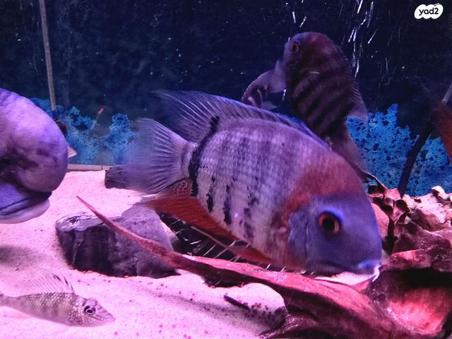 דג ציקלידים