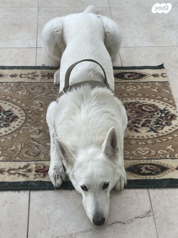 כלב רועה שוויצרי לבן