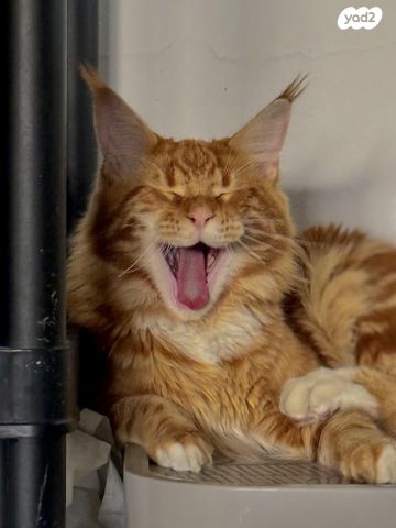 חתול מיין קון