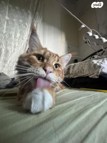 חתול מיין קון