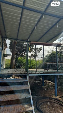 כללי, ארז 1, שורשים, שורשים