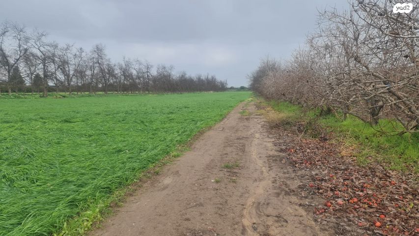 משק חקלאי/ נחלה