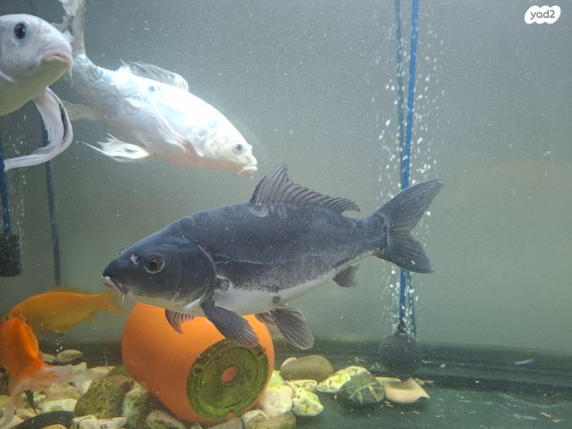 תמונת מודעה - חיות מחמד