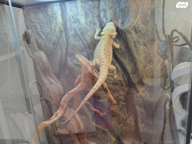 תמונת מודעה - חיות מחמד