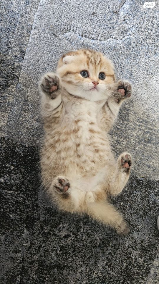 תמונת מודעה - חיות מחמד