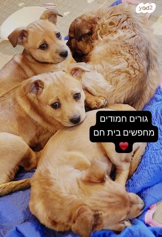 תמונת מודעה - חיות מחמד