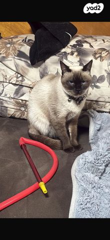 תמונת מודעה - חיות מחמד