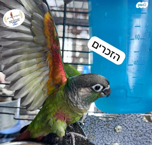 תמונת מודעה - חיות מחמד