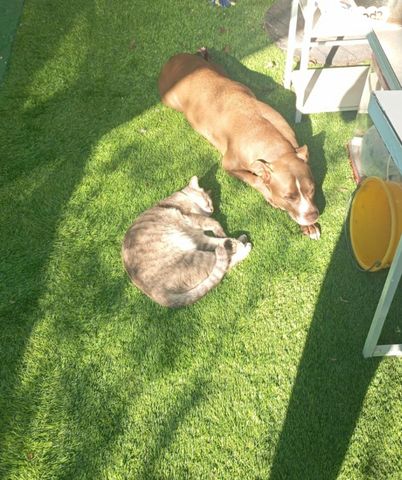 תמונת מודעה - חיות מחמד