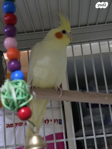 תמונת מודעה - חיות מחמד