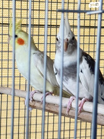 תמונת מודעה - חיות מחמד