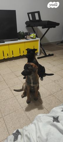 תמונת מודעה - חיות מחמד