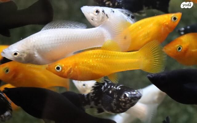 תמונת מודעה - חיות מחמד