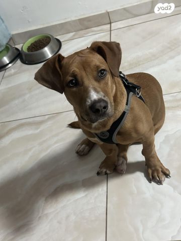 תמונת מודעה - חיות מחמד