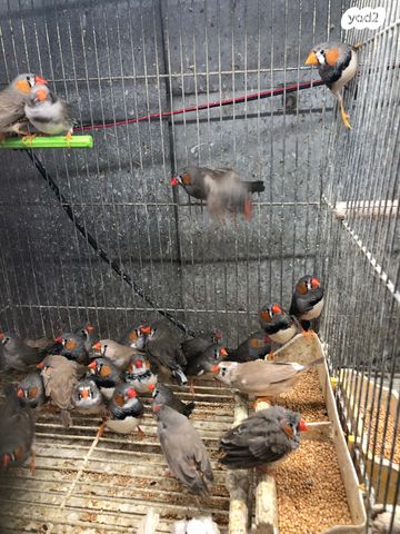 תמונת מודעה - חיות מחמד