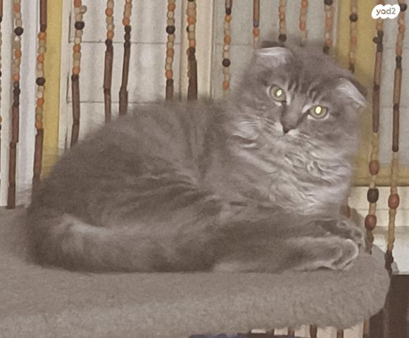 תמונת מודעה - חיות מחמד