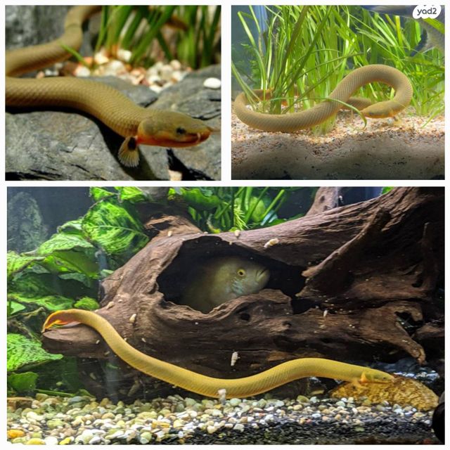 תמונת מודעה - חיות מחמד