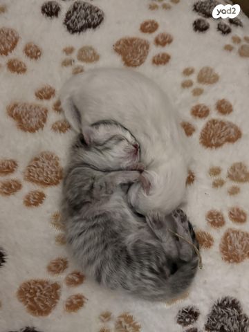 תמונת מודעה - חיות מחמד