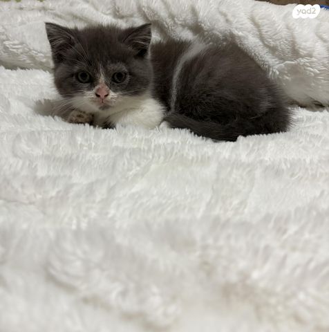 תמונת מודעה - חיות מחמד