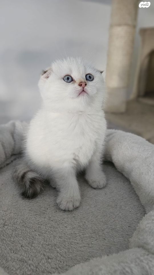 תמונת מודעה - חיות מחמד