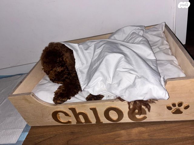 תמונת מודעה - חיות מחמד