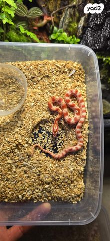 תמונת מודעה - חיות מחמד