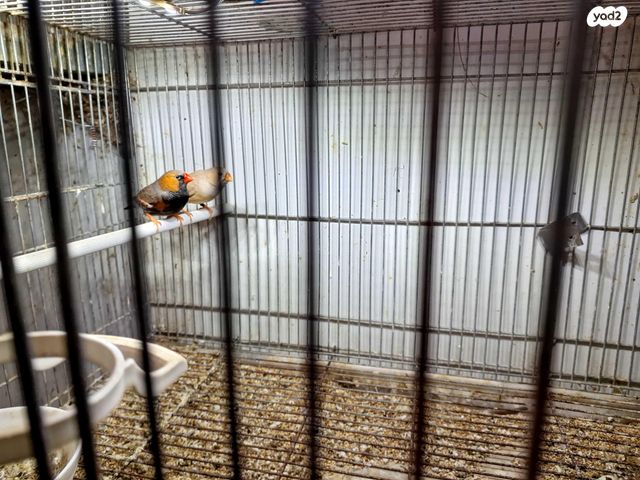 תמונת מודעה - חיות מחמד